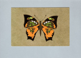 Papillons - Papillons