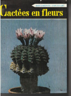 CACTEES En Fleurs Par H. Rose - Décoration Intérieure