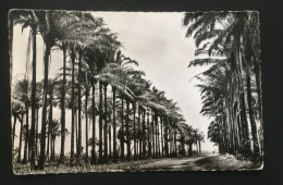 Brazzaville, Une Allée De Palmiers, Ed Hoa-Qui, N° 1660 - Brazzaville
