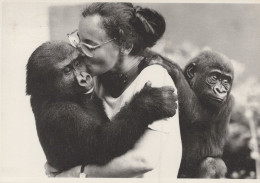 MONKEY Animals Vintage Postcard CPSM #PAN987.A - Monkeys