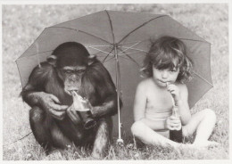 SCIMMIA Animale Vintage Cartolina CPSM #PAN974.A - Singes