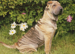PERRO Animales Vintage Tarjeta Postal CPSM #PAN453.A - Dogs