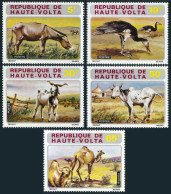 Burkina Faso 282-286, MNH. Mi 405-409. Domestic Animals,1972. Donkeys,Geese,Cow, - Burkina Faso (1984-...)