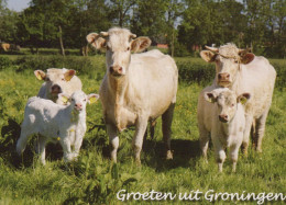COW Animals Vintage Postcard CPSM #PBS940.A - Mucche
