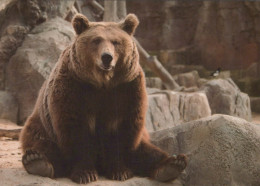 NASCERE Animale Vintage Cartolina CPSM #PBS267.A - Bären