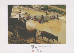 KUH Tier Vintage Ansichtskarte Postkarte CPSM #PBR788.A - Cows
