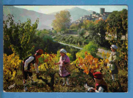 Vignes - Roussillon - Son Folklore - Ses Vignes - Ecrite En 1971 - Weinberge