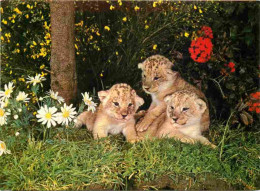 Animaux - Fauves - Lion - Réserve Africaine Du Château De Thoiry En Yvelines - Lionceaux Au Milieu Des Fleurs - Zoo - CP - Lions
