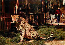 Animaux - Fauves - Guépard - Parc Zoologique De La Palmyre - Cheetah - Zoo - CPM - Voir Scans Recto-Verso - Autres & Non Classés