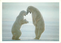 Animaux - Ours - Ours Blanc - Bear - CPM - Voir Scans Recto-Verso - Bears