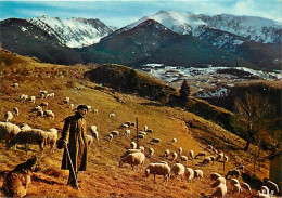 Animaux - Moutons - La Cerdagne Française - Pâturage Aux Environs De Mont-Louis - Au Fond, Le Massif Du Cambre D'Ase - B - Autres & Non Classés