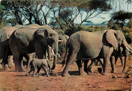 Animaux - Eléphants - Faune Africaine - CPM - Voir Scans Recto-Verso - Elephants