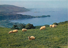 Animaux - Moutons - La Hague Pittoresque - Eculleville - La Côte Vers La Pointe De Jardetieu Et L'Anse Saint-Martin - CP - Autres & Non Classés