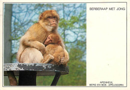 Animaux - Singes - Pays Bas - Nederland - Apenheul-Berg And Bos-Apeldoorn - Berberaap Met Jong - CPM - Voir Scans Recto- - Monkeys
