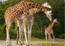 Animaux - Girafes - Girafon - Netzgiraffen Mit Jungem - Foto : Toni Angermayer (im Tierpark Hellabrunn) - Etat Léger Pli - Giraffen