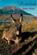 Animaux - Anes - Carte Humoristique - Anon - CPM - Voir Scans Recto-Verso - Donkeys