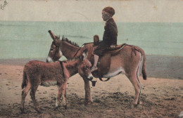 ASINO Animale BAMBINO Vintage CPA Cartolina #PAA340.A - Donkeys