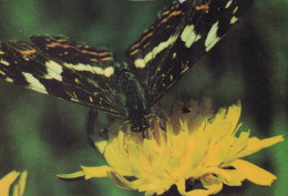 SCHMETTERLINGE Vintage Ansichtskarte Postkarte CPSM #PBZ948.A - Butterflies