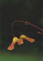 FIORI Vintage Cartolina CPSM #PAR642.IT - Fleurs
