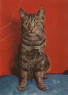 GATTO KITTY Animale Vintage Cartolina CPSM Unposted #PAM456.IT - Chats