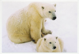 Postal Stationery China 2009 Polar Bear - Arctische Expedities