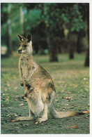 Postal Stationery Australia Kangaroo - Andere & Zonder Classificatie