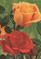 FLOWERS Vintage Ansichtskarte Postkarte CPSM #PAS182.DE - Blumen