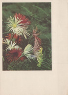 FLOWERS Vintage Ansichtskarte Postkarte CPSM #PAR701.DE - Blumen