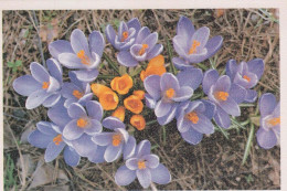 FLOWERS Vintage Ansichtskarte Postkarte CPSM #PAR461.DE - Blumen