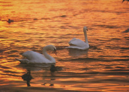 VOGEL Tier Vintage Ansichtskarte Postkarte CPSM #PAM709.DE - Birds