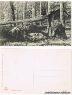 Ansichtskarte  Urwald Am Kurbani 1908  - To Identify