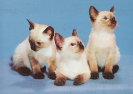 GATO GATITO Animales Vintage Tarjeta Postal CPSM #PAM642.ES - Cats