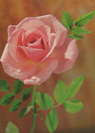 FLOWERS Vintage Ansichtskarte Postkarte CPSM #PBZ469.DE - Fleurs