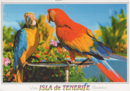 VOGEL Tier Vintage Ansichtskarte Postkarte CPSM #PBR518.DE - Birds