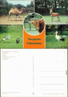 Falkenstein (Vogtland) Tierpark - Kamel, Rothirsch, Schottisches    1983 - Falkenstein (Vogtland)