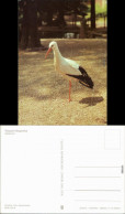 Ansichtskarte Klingenthal Tierpark: Weißstorch 1983 - Klingenthal