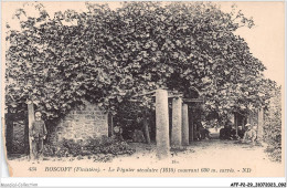 AFFP2-29-0128 - ROSCOFF - Le Figuier Séculaire Couvrant 600 M Carrés - Roscoff