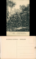 Batumi ბათუმი Батуми Parkanlage - Fahrrad In Den Palmen 1911 - Georgien