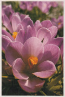FLEURS Vintage Carte Postale CPSM #PAR460.FR - Flowers