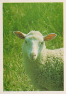 RAM Animales Vintage Tarjeta Postal CPSM #PBS618.ES - Autres & Non Classés