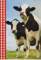 VACA Animales Vintage Tarjeta Postal CPSM #PBR833.ES - Vacas
