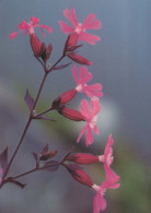 FLOWERS Vintage Postcard CPSM #PAS419.GB - Flowers