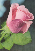 FLOWERS Vintage Postcard CPSM #PAS239.GB - Flowers