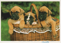 DOG Animals Vintage Postcard CPSM #PAN644.GB - Dogs
