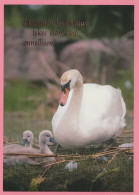 BIRD Animals Vintage Postcard CPSM #PAN323.GB - Birds