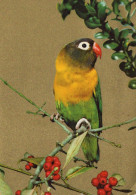 BIRD Animals Vintage Postcard CPSM #PAM706.GB - Birds