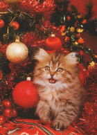 CAT KITTY Animals Vintage Postcard CPSM #PAM452.GB - Katzen