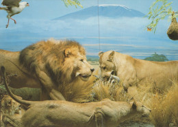 LION BIG CAT Animals Vintage Postcard CPSM #PAM012.GB - Löwen