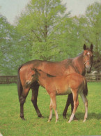 HORSE Vintage Postcard CPSMPF #PKG936.GB - Horses