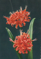 FLOWERS Vintage Postcard CPSM #PBZ406.GB - Flowers